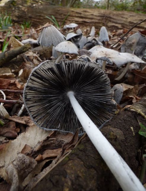 Coprinopsis lagopus on wood chip in Rochford, UK.